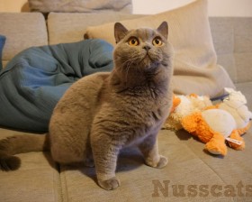 nusscats britisch kurzhaar duke 023